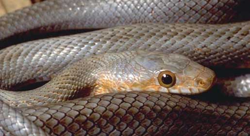 snake